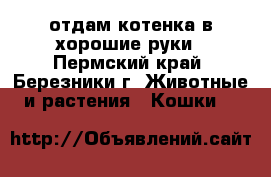 отдам котенка в хорошие руки - Пермский край, Березники г. Животные и растения » Кошки   